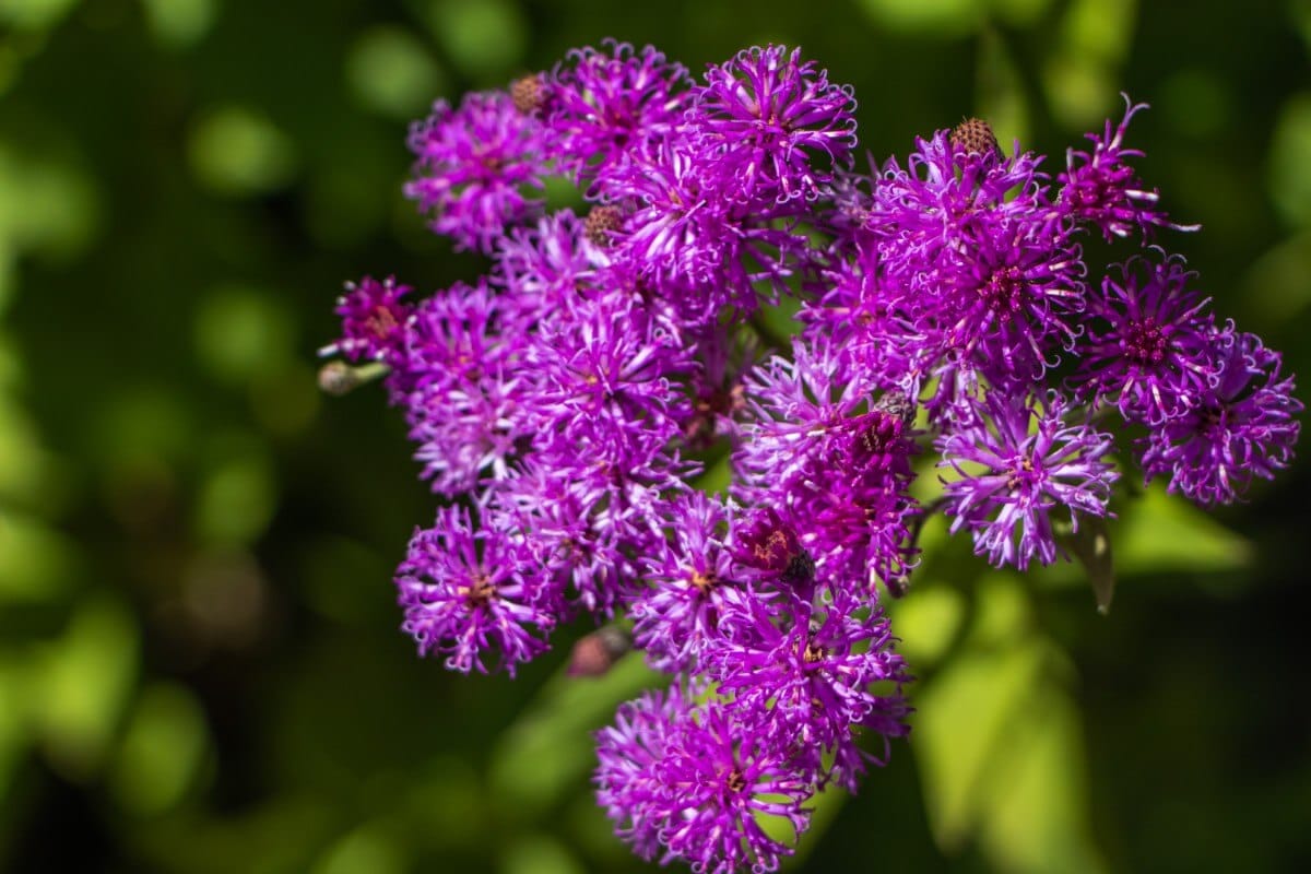 round purple flowers on ironweed plant