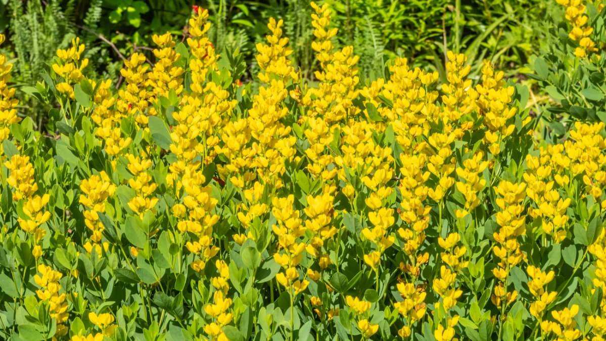 Wild Screamin' Yellow False Indigo garden flowers