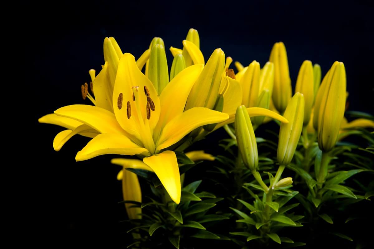 Yellow daylily flowers.