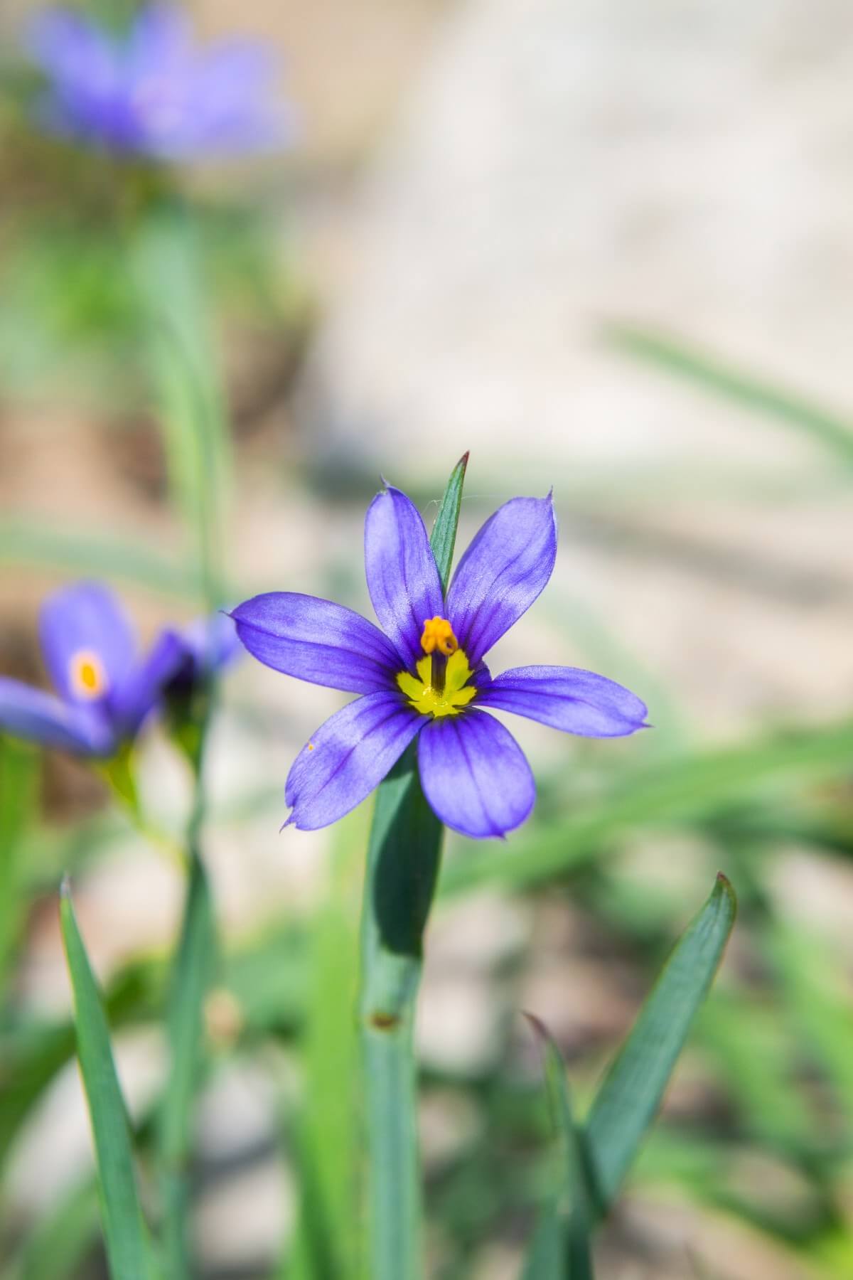 blue eyed grass blossom