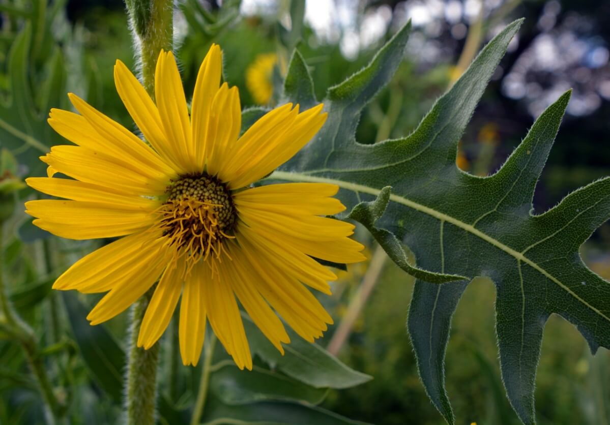 Compass Plant blooms like sunflower