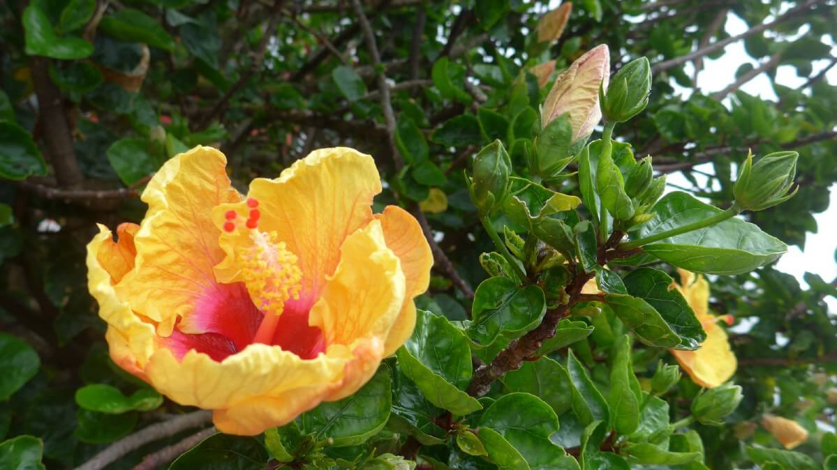 Yellow hibiscus flower