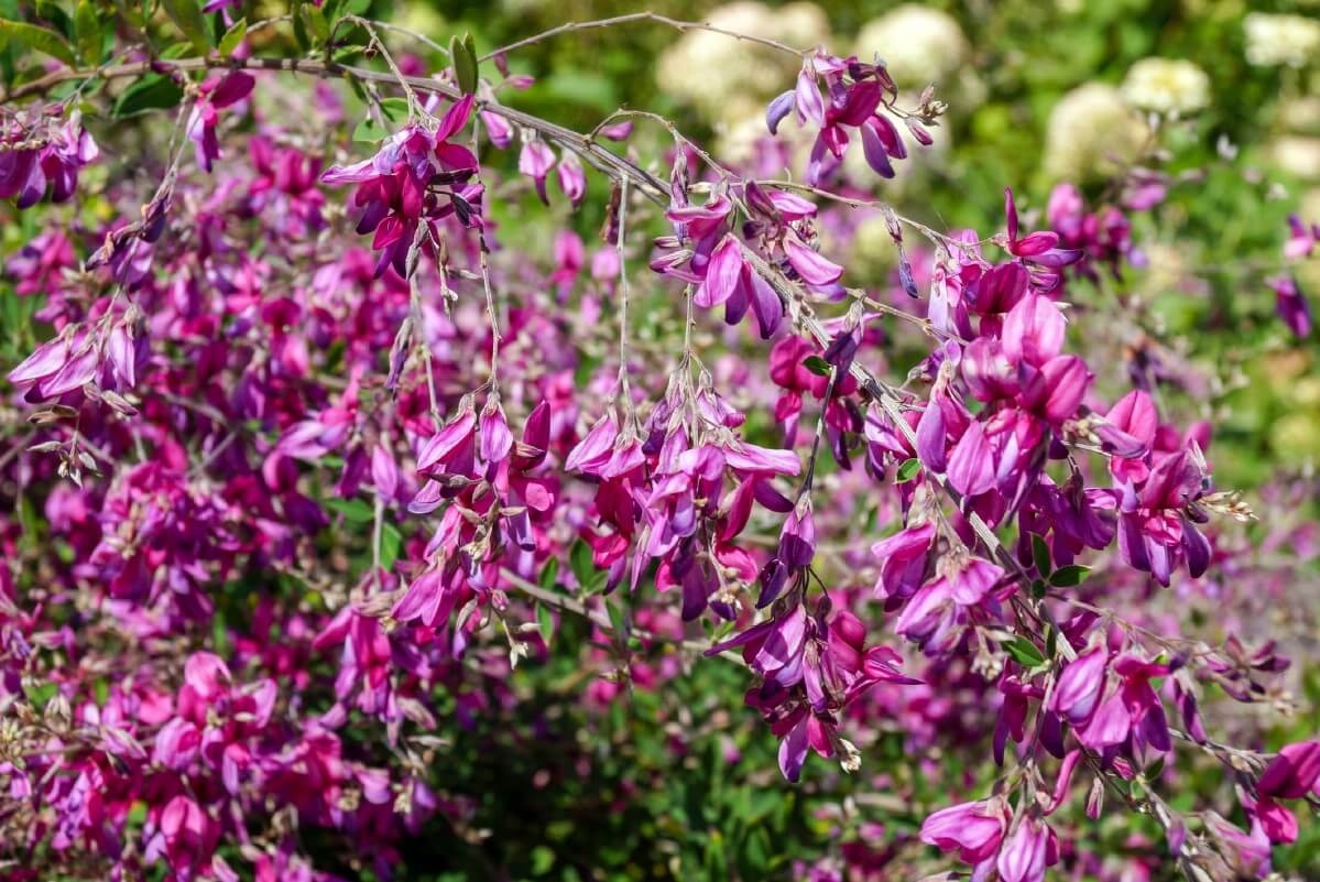 purple flowers on bush clover plant