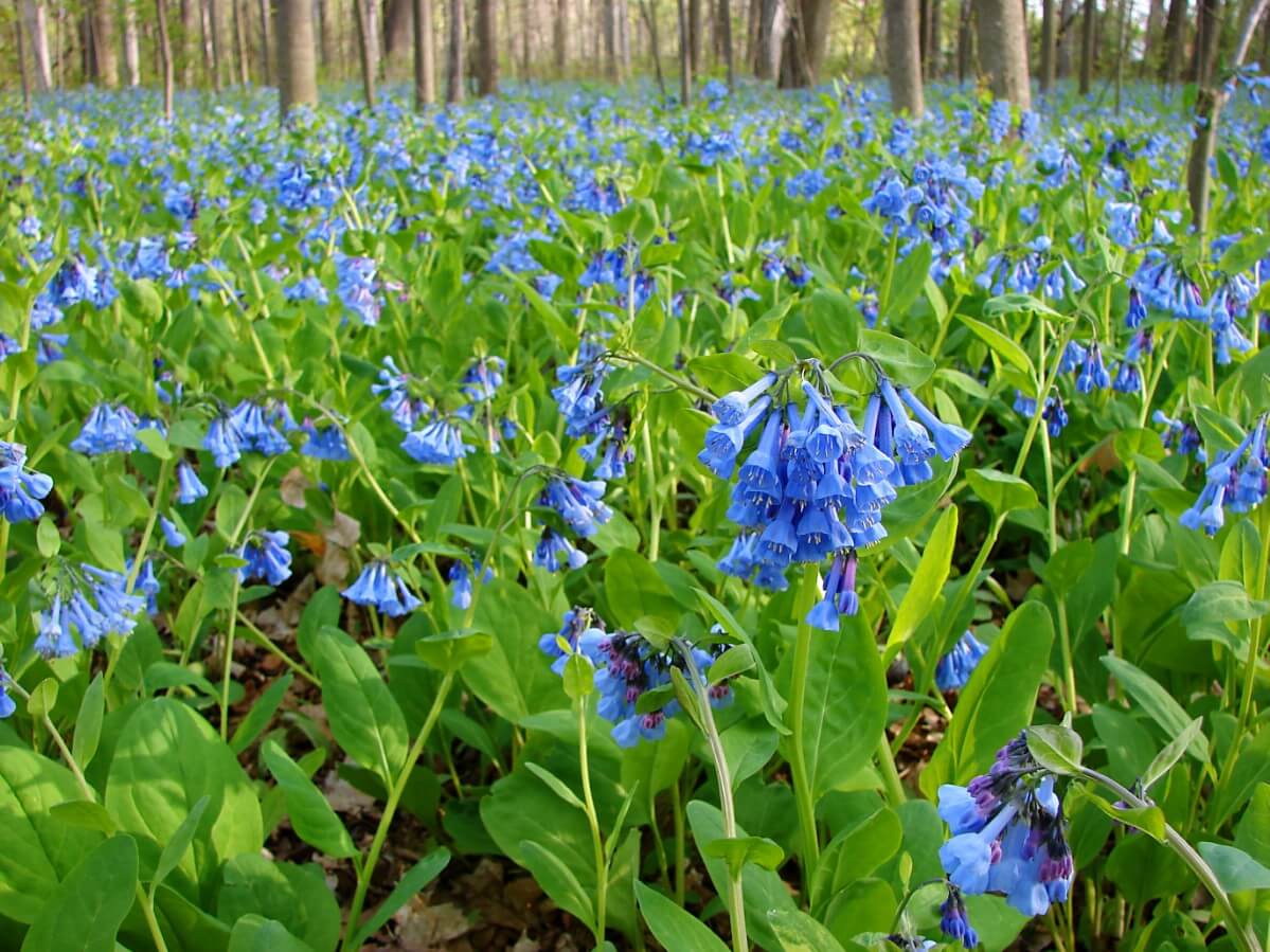 field of Virginia Bluebells