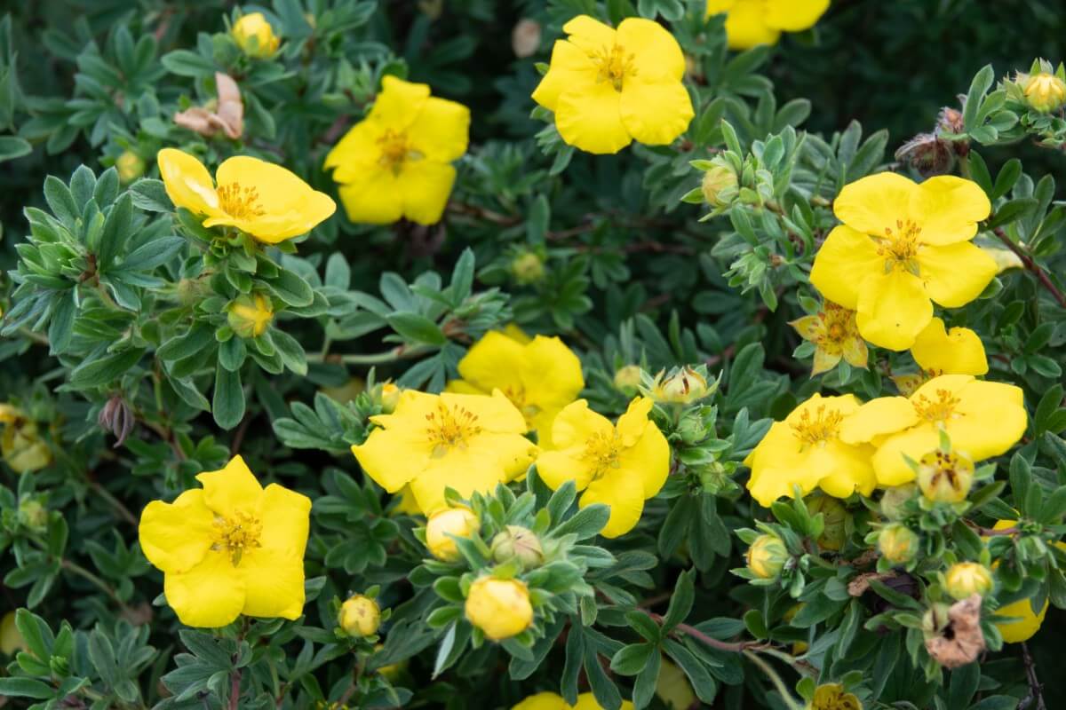 Bush Cinquefoil flowers