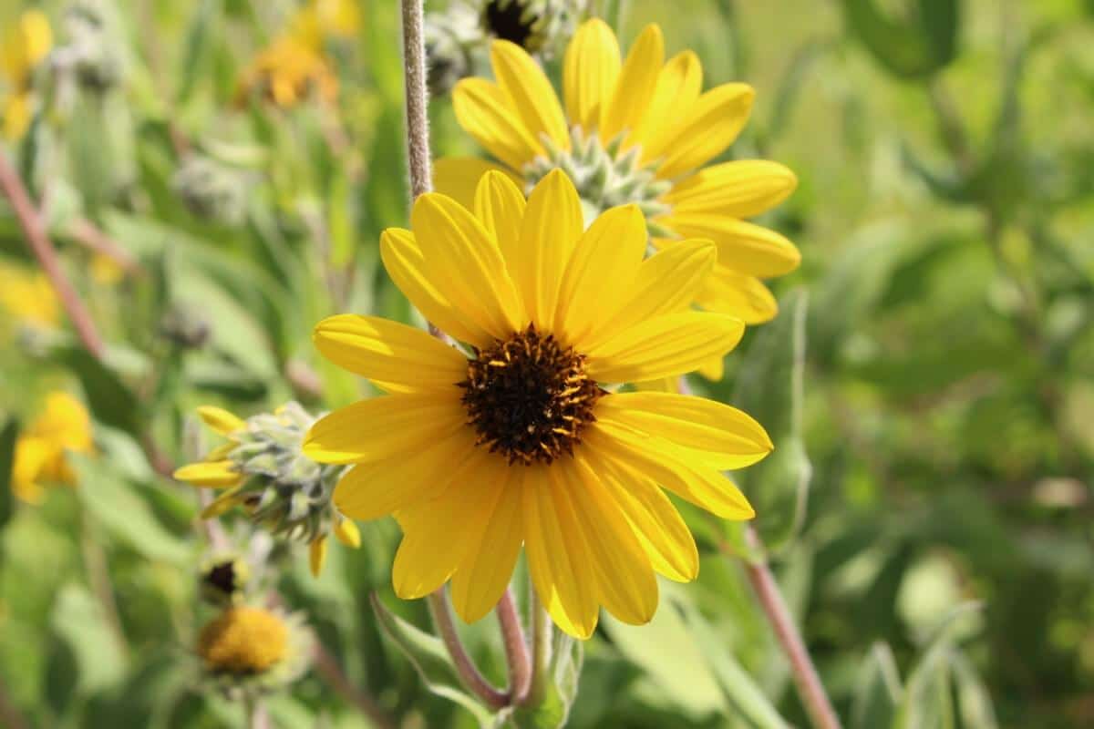 perennial Ashy Sunflower blooms