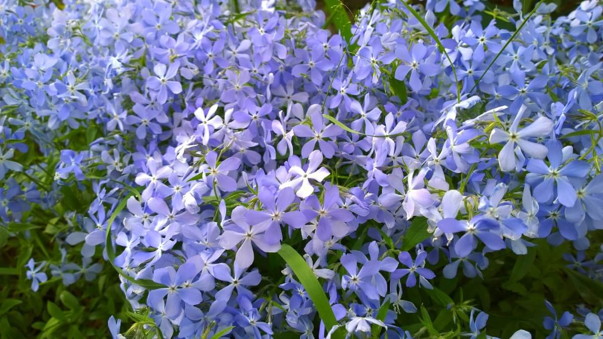 mass of blue flowering creeping phlox