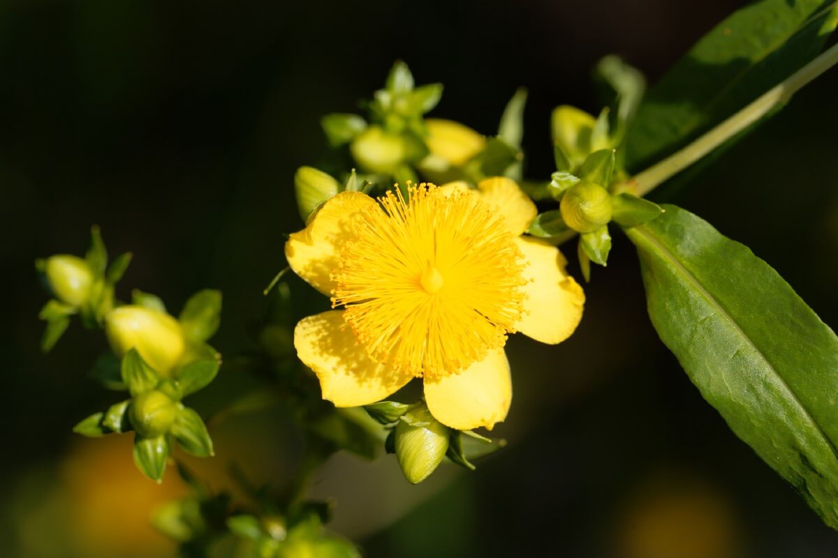 Shrubby St. John's Wort yellow flowers close up