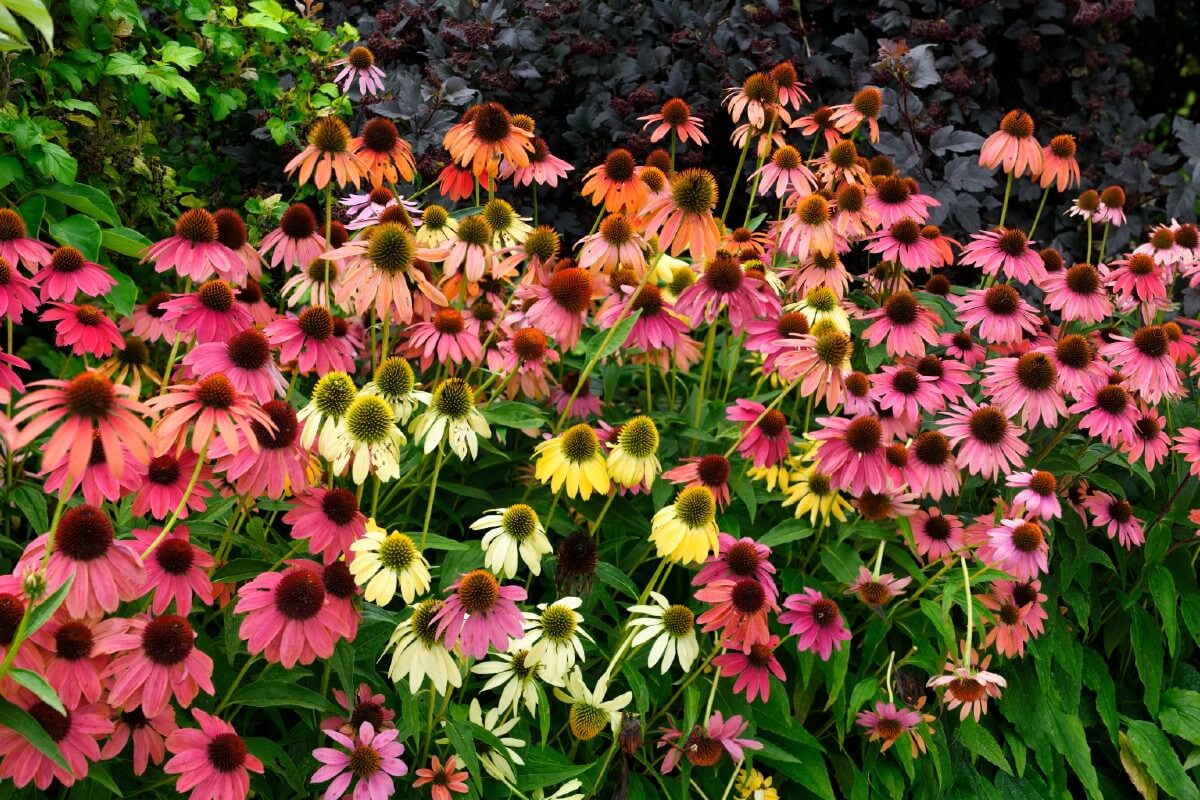 multicolored patch of coneflowers in pink, yellow, purple, and orange