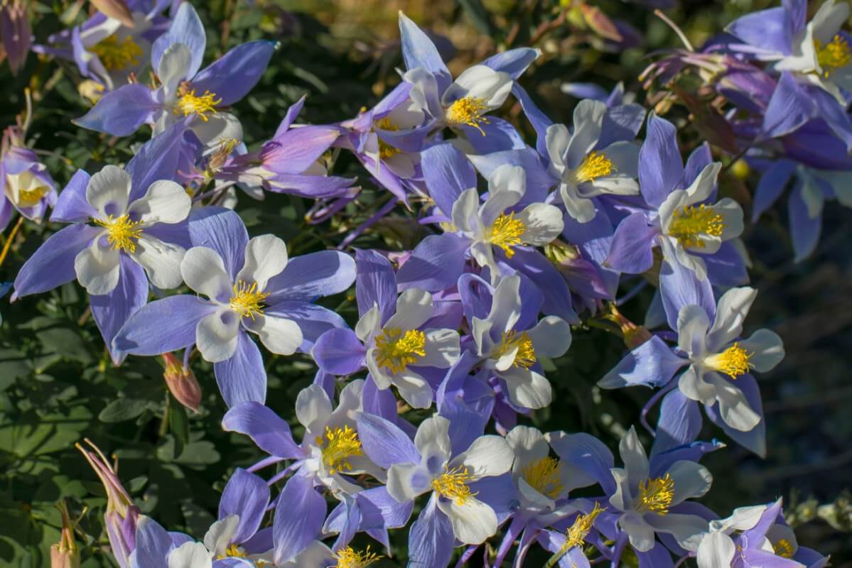 white and blue flowering columbine