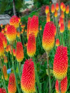 cropped-1-poker-plants.jpg