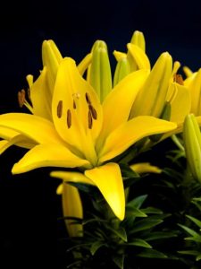cropped-6-Daylilies-yellow-perennial.jpg