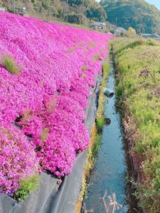 cropped-long-growing-perennials-1.jpg