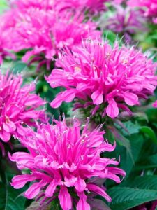 cropped-sun-loving-perennials-11.jpg