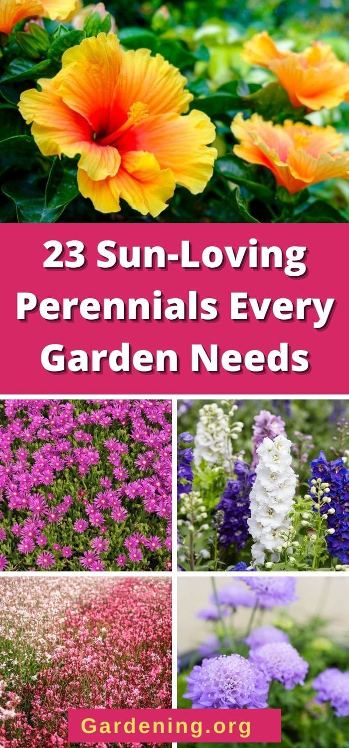 23 Sun-Loving Perennials Every Garden Needs - Gardening