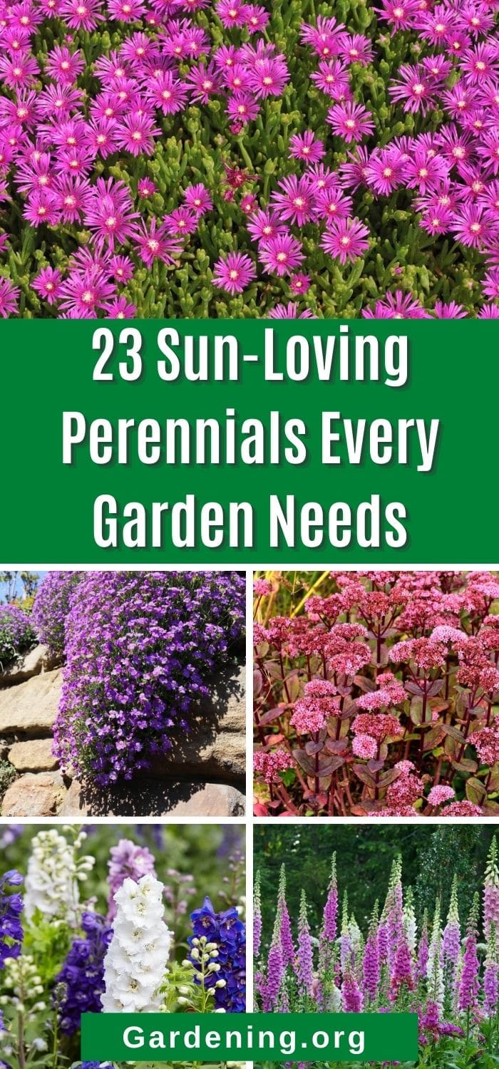 23 Sun-Loving Perennials Every Garden Needs - Gardening