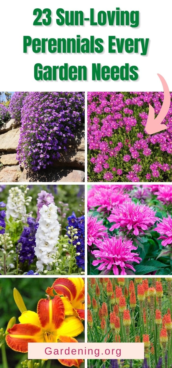 23 Sun-Loving Perennials Every Garden Needs - Gardening