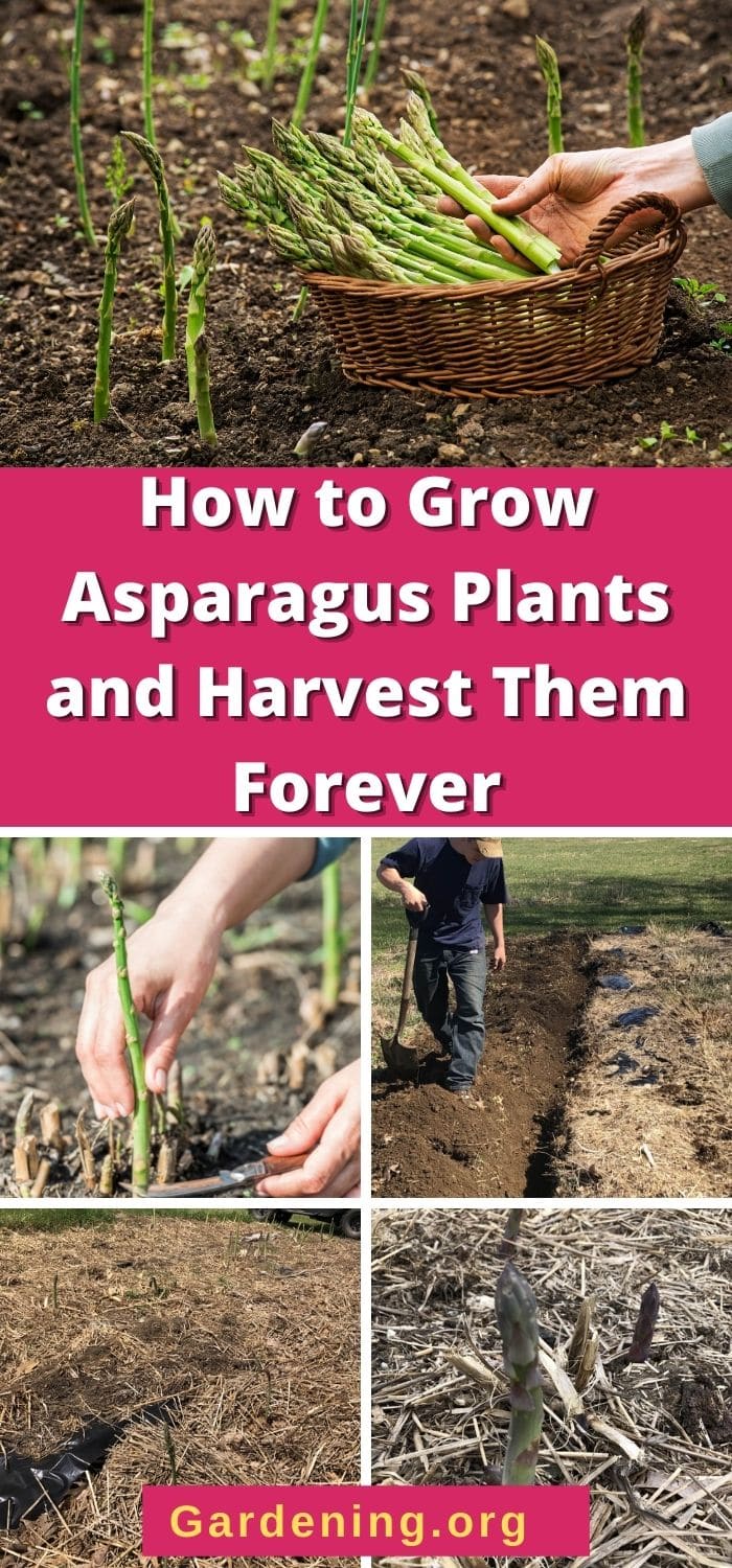 How To Grow Asparagus Plants And Harvest Them 15 Years Gardening   Grow Asparagus Garden P1 