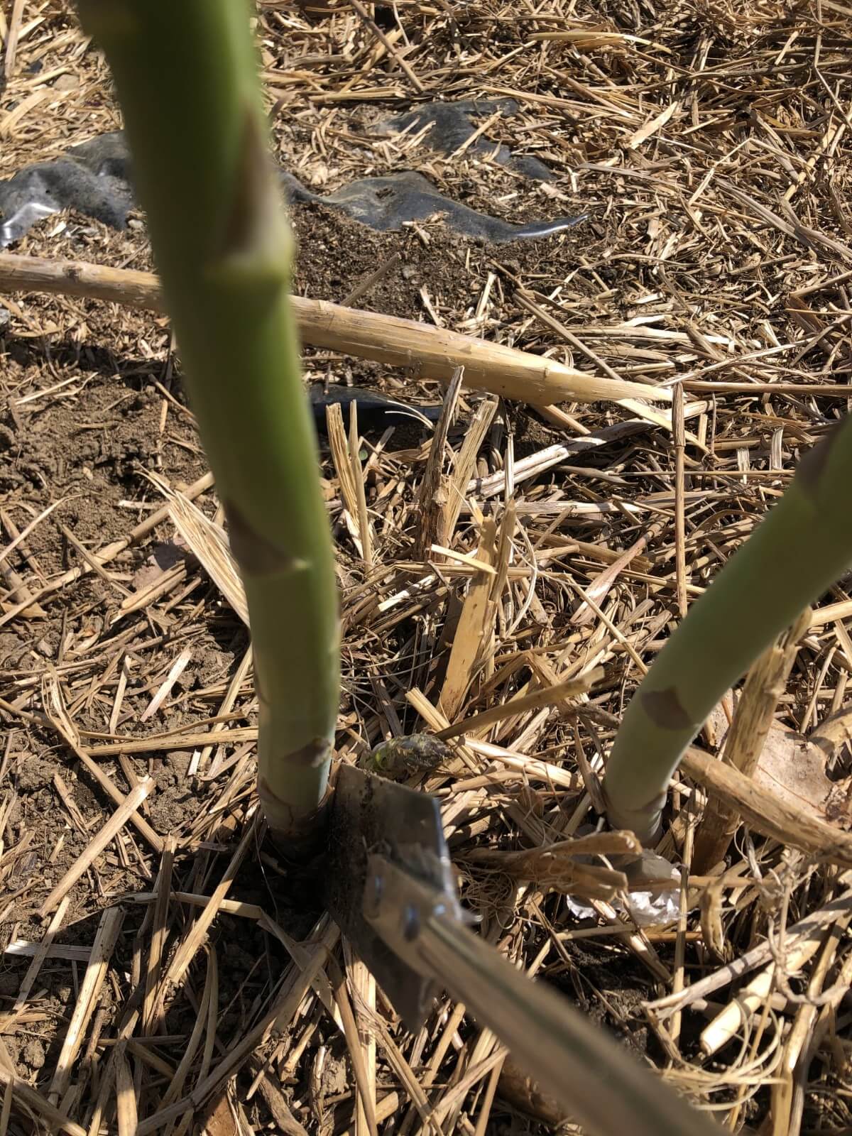 asparagus ready to cut