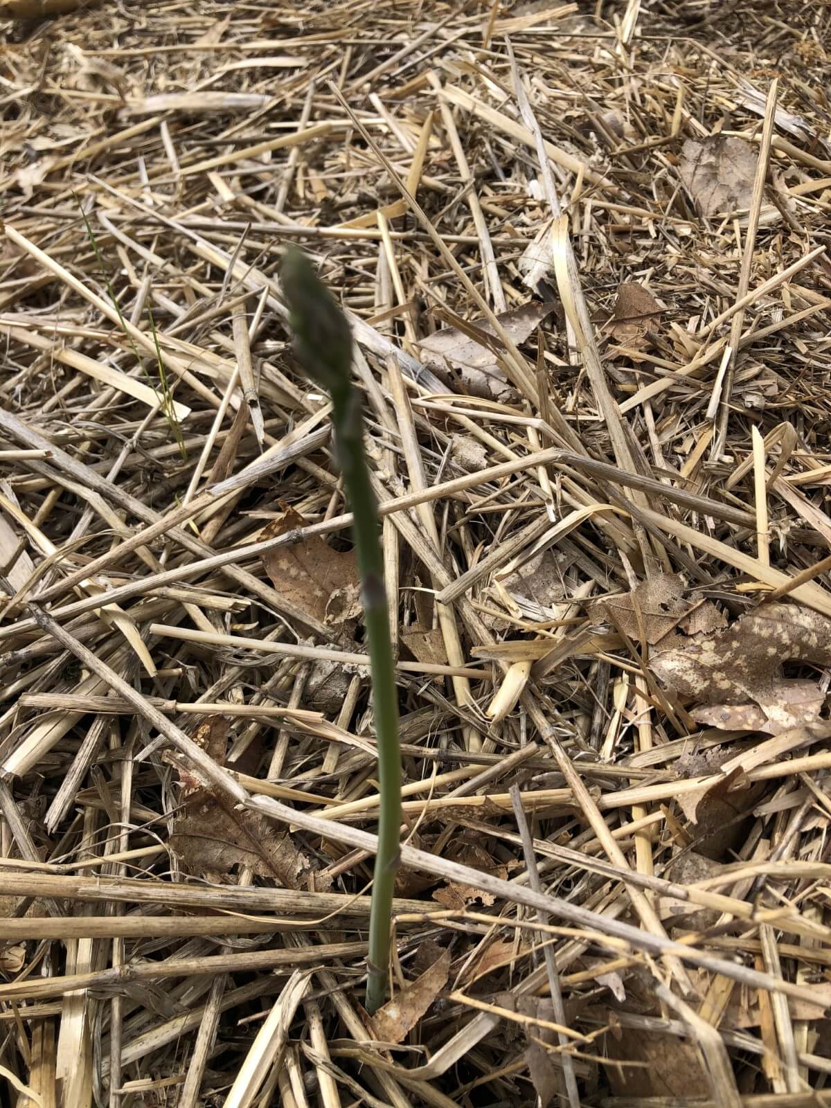 thin asparagus stalk