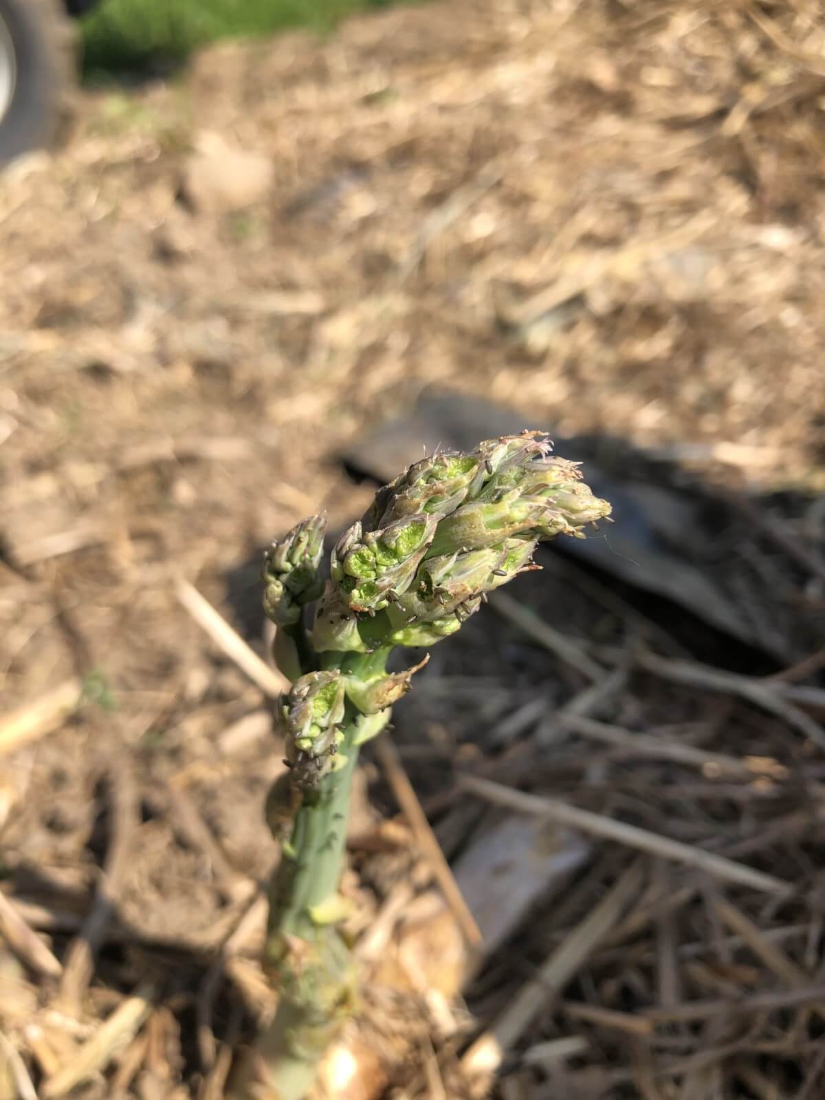 asparagus with head opening