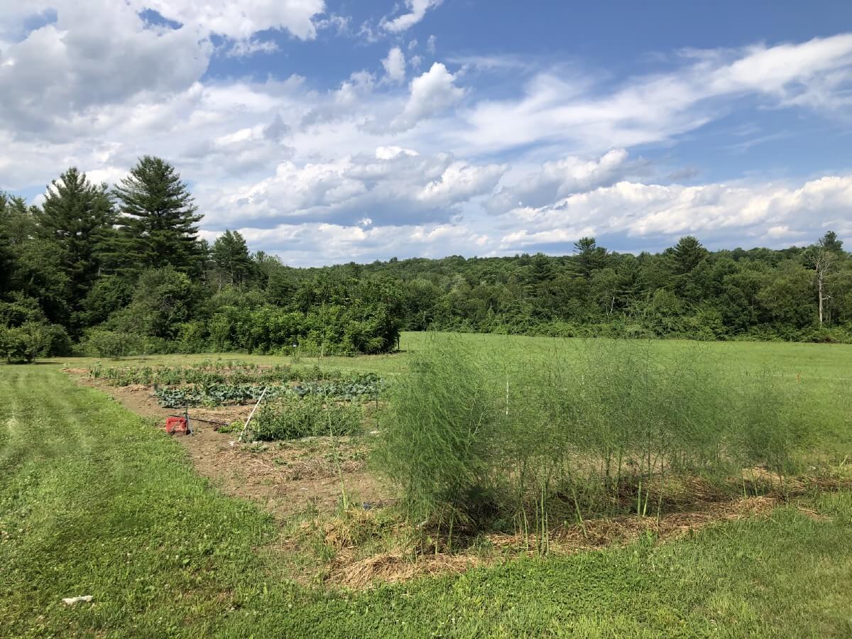 asparagus plants