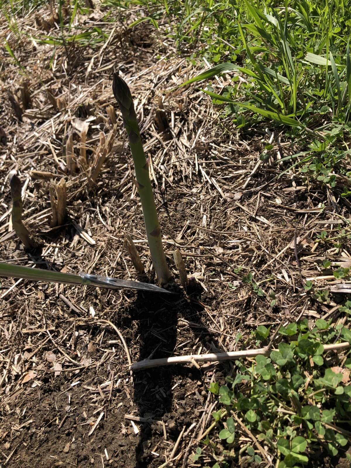 cutting asparagus with asparagus knife