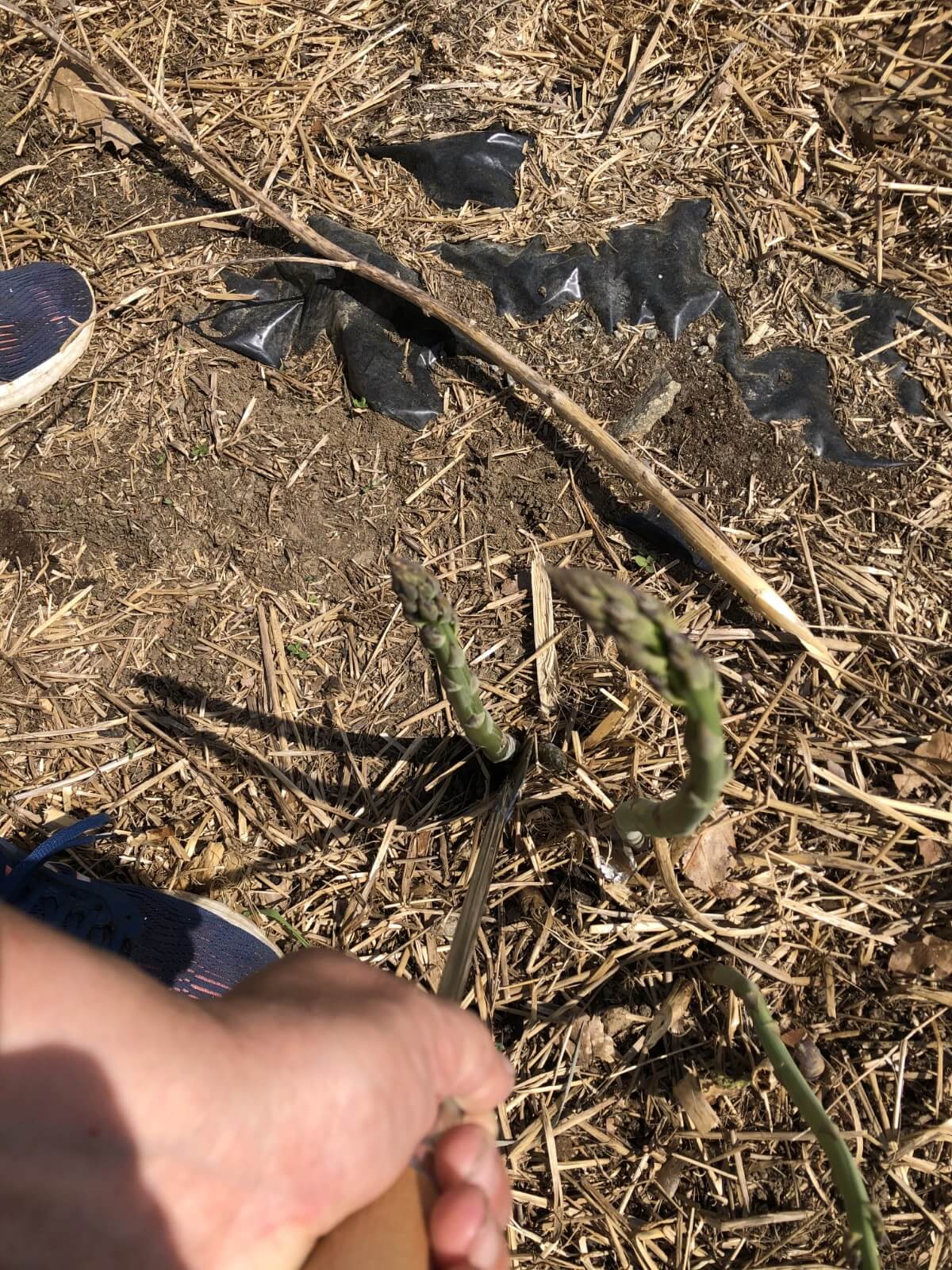 picking asparagus