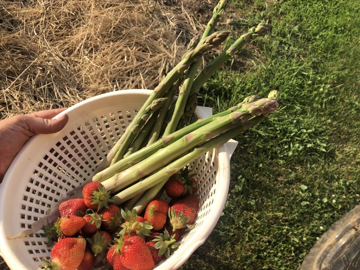 asparagus and strawberries