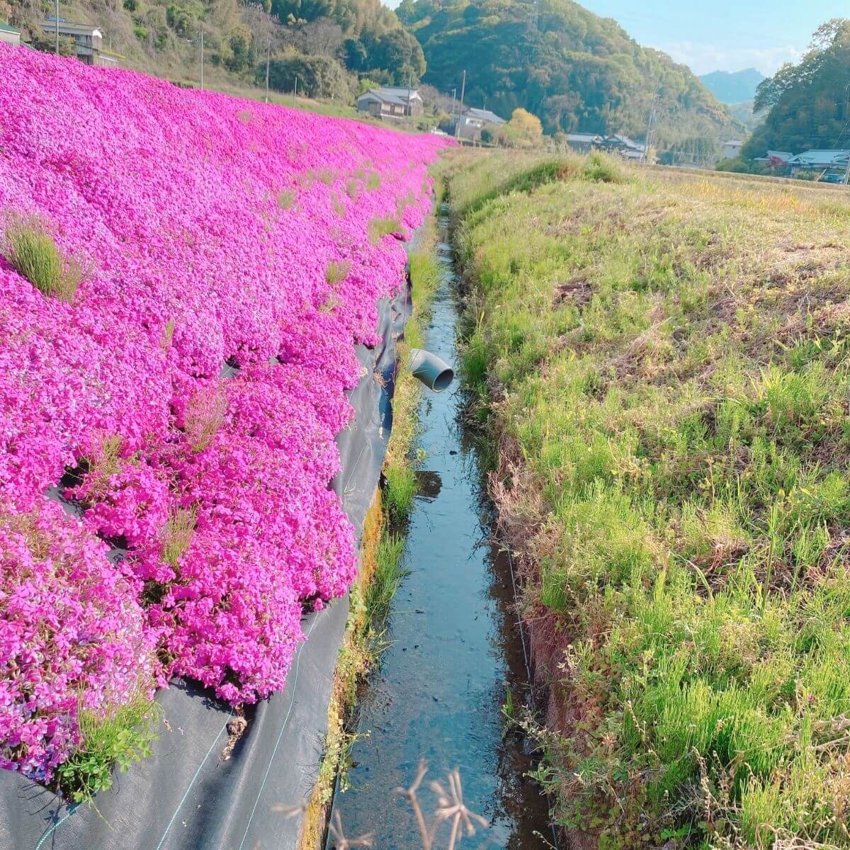 Moss Phlox on a garden edge