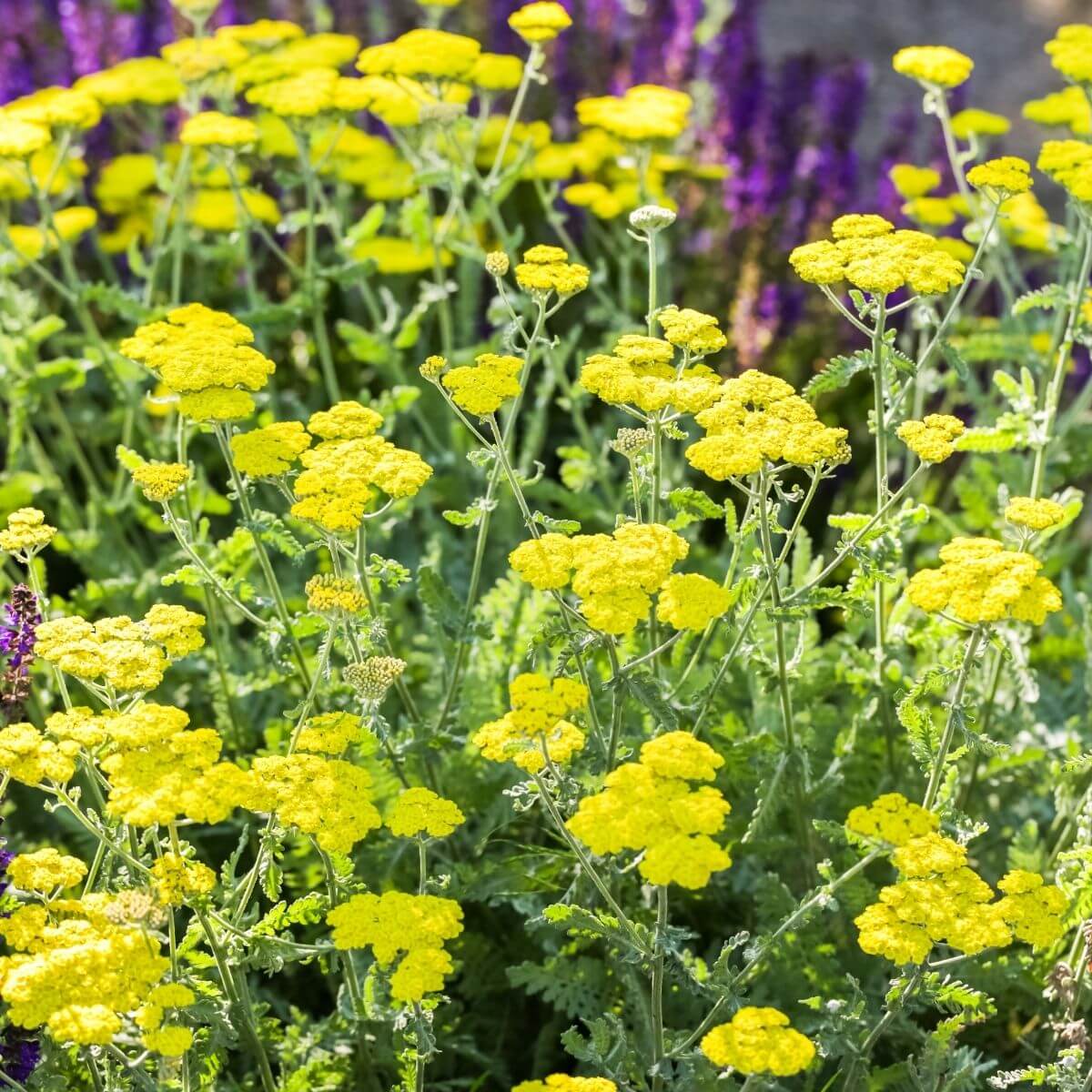 Woolly Yarrow