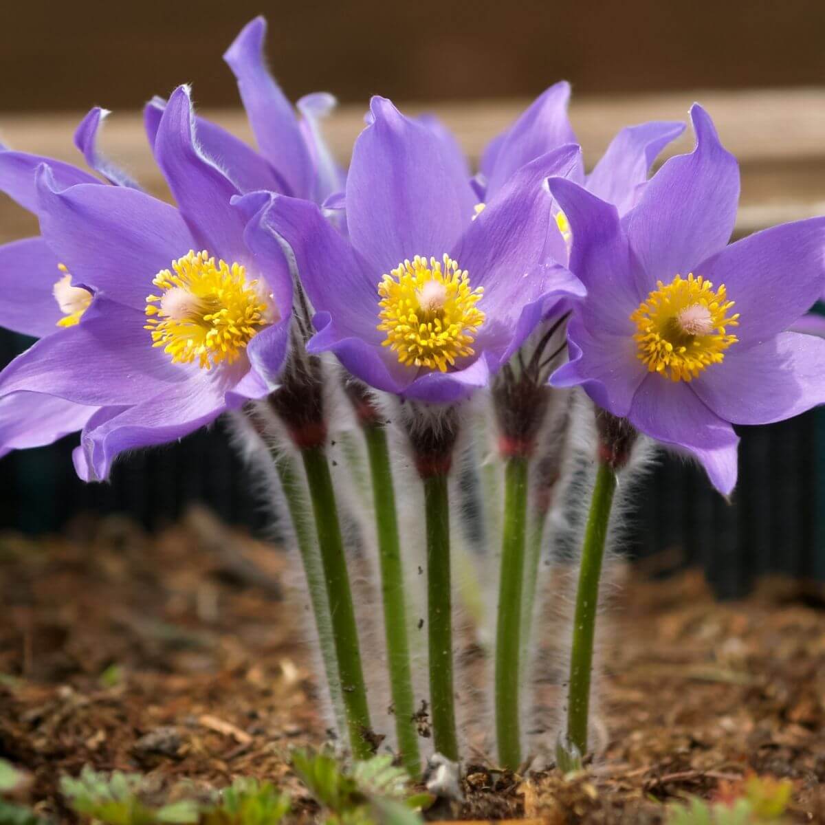 Eastern Pasque Flower