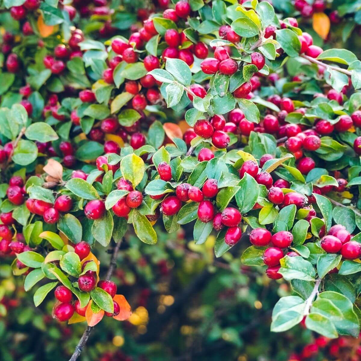 Bearberry (Arctostaphylos uva-ursi)