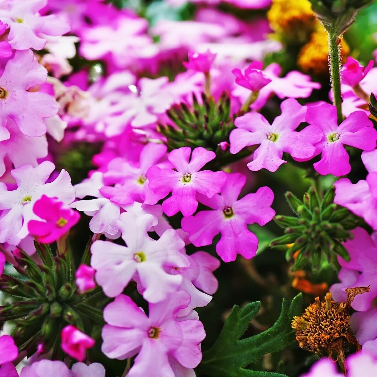 Small Perennial Flowers For Borders - Image to u