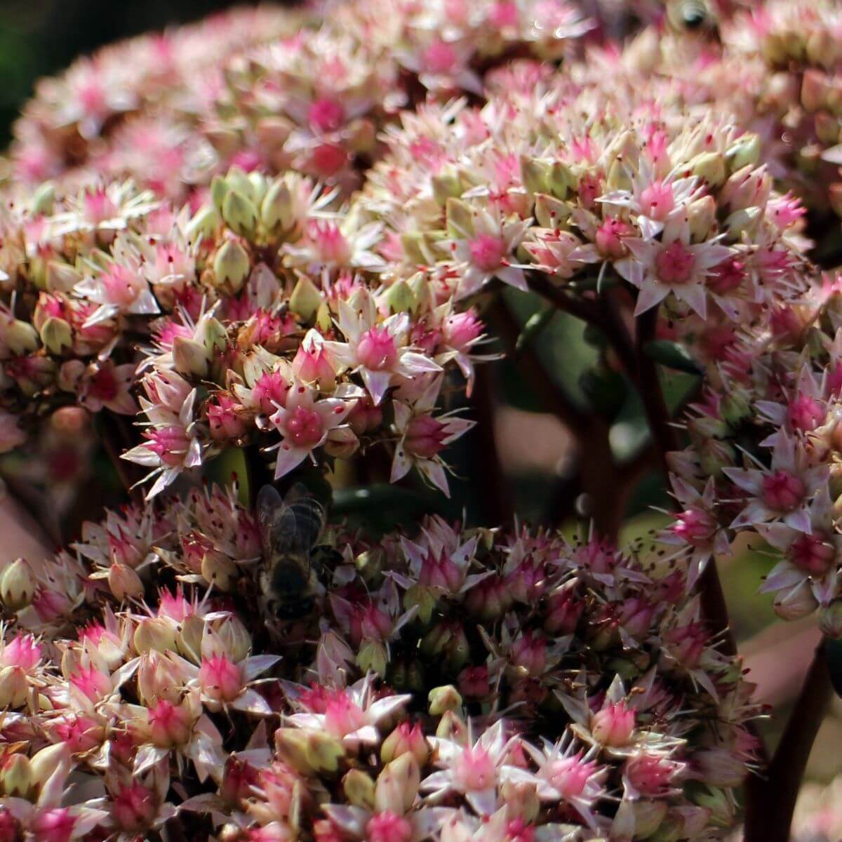 Stonecrop