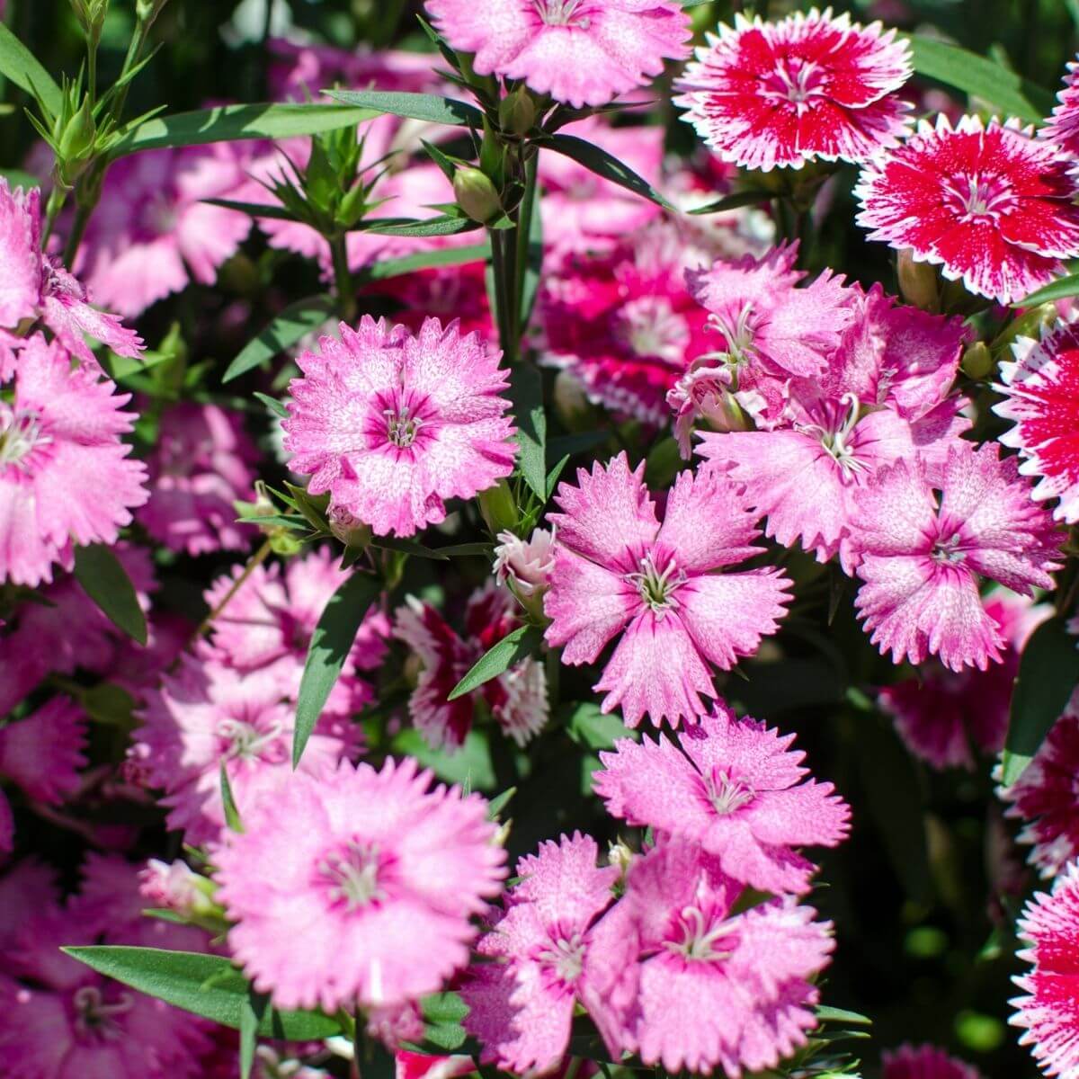 Perennial Pinks