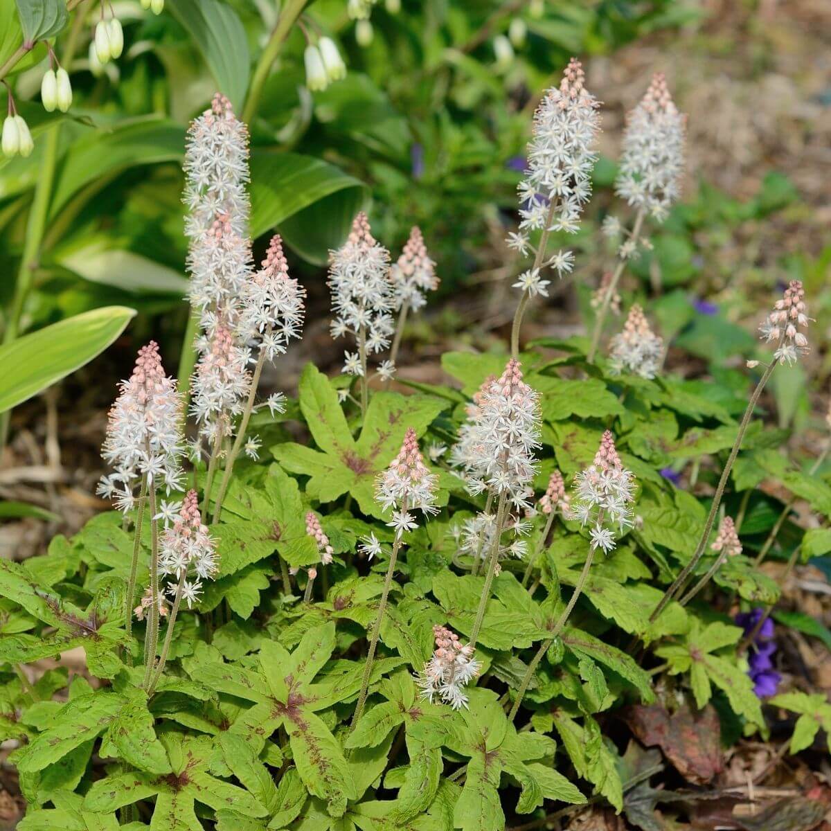 11 Low Growing Perennials For Borders Walkways And Filling In Spaces