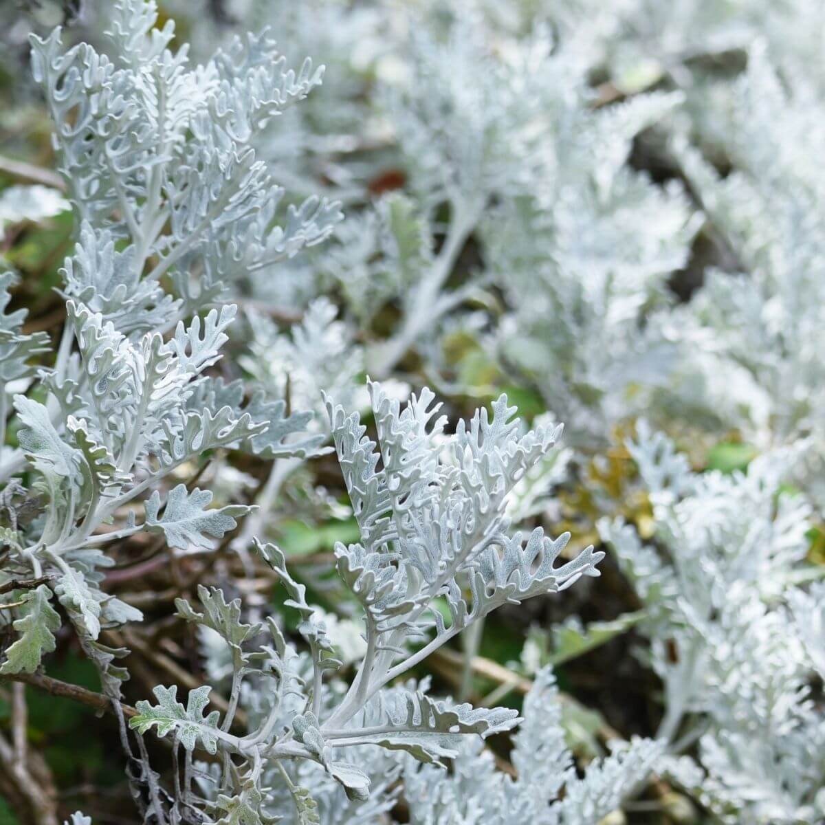 Dusty Miller