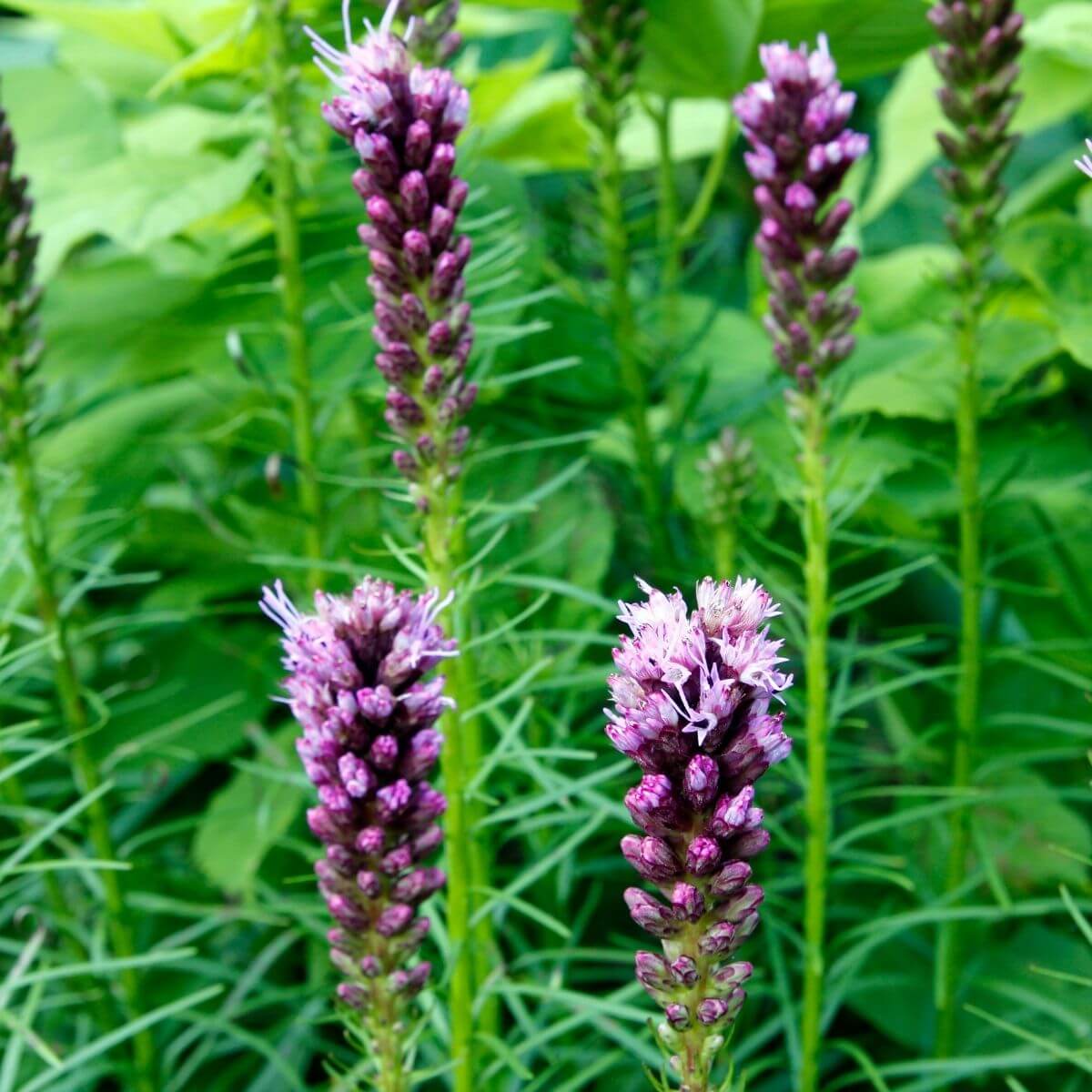 Liatris flowering in the garden.