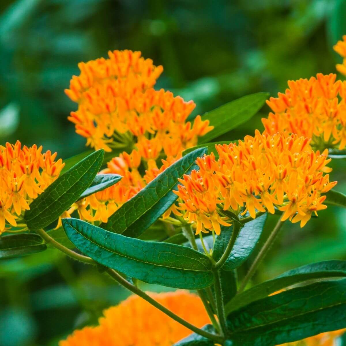 Butterfly Weed flower in the garden.