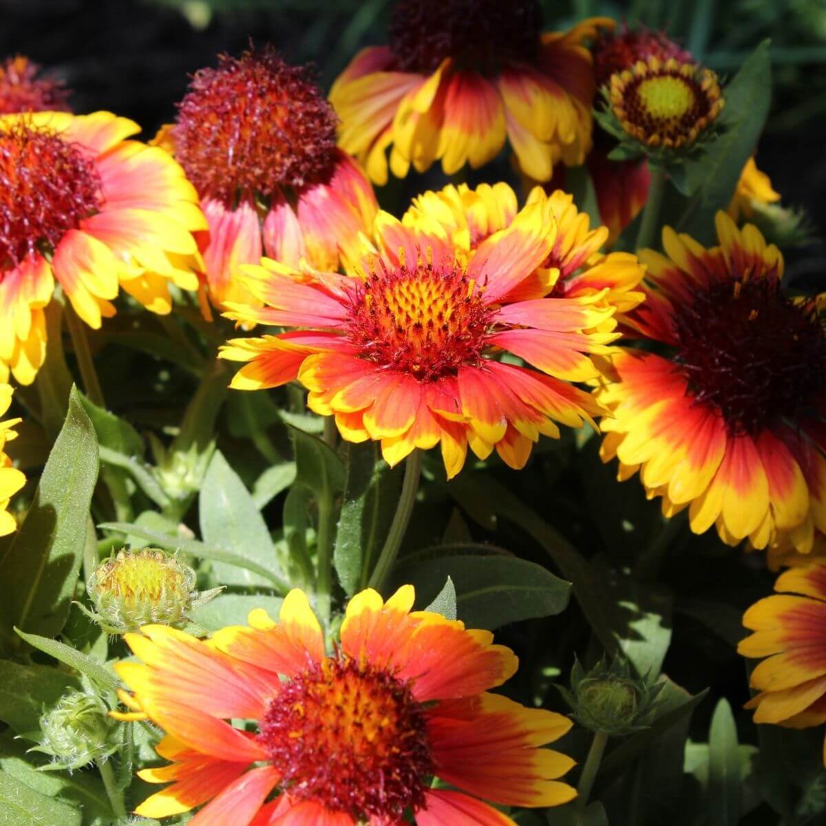 Blanket Flowers in the garden.