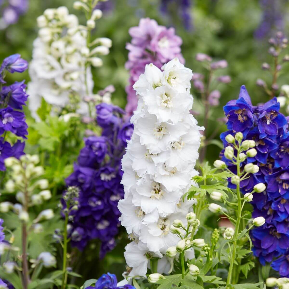 Colorful Delphiniums flowering.