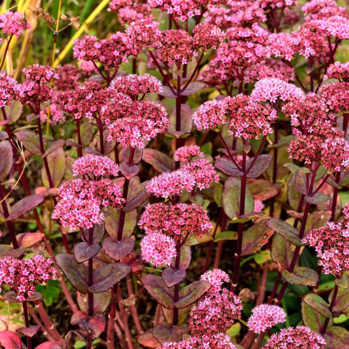 Sedum flowering.