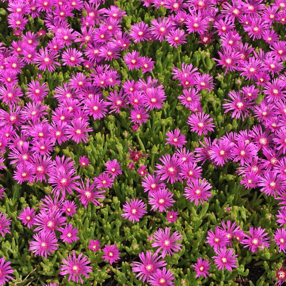 Flowering Ice Plants