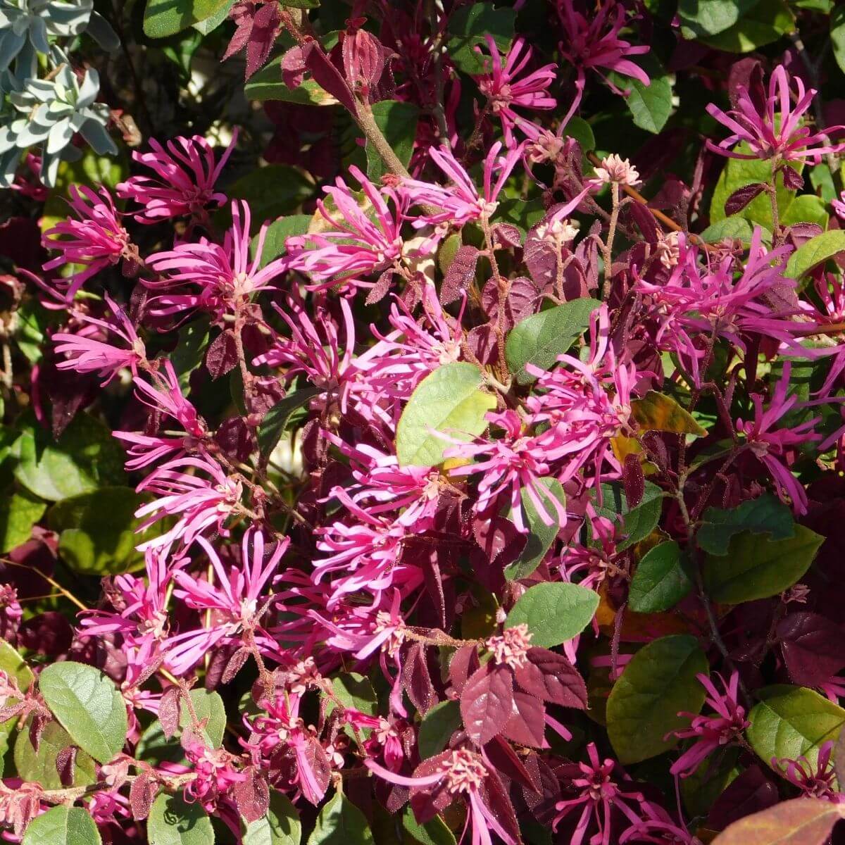 Flowering Loniceras