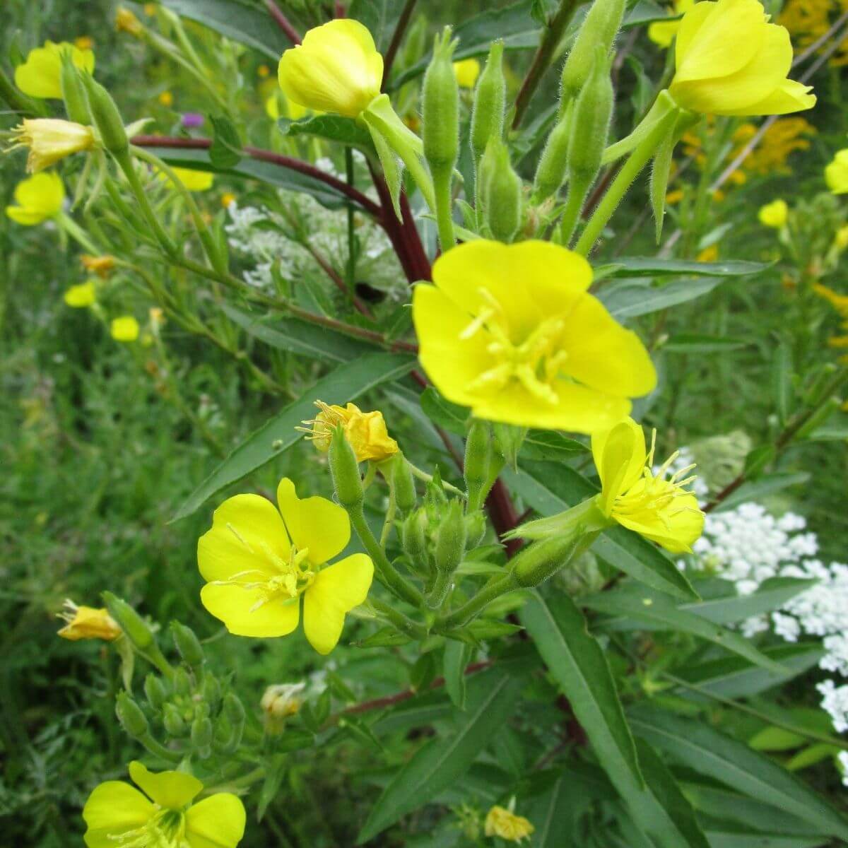 Yellow Evening Primrose in the garden.