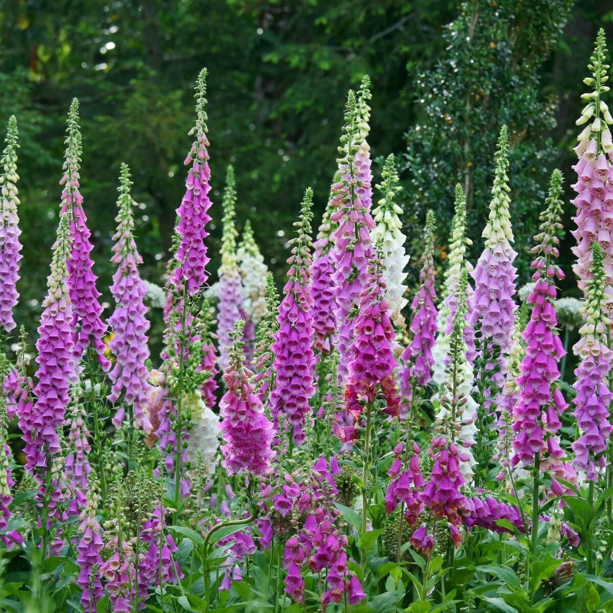 Colorful Foxgloves flowering in the garden.