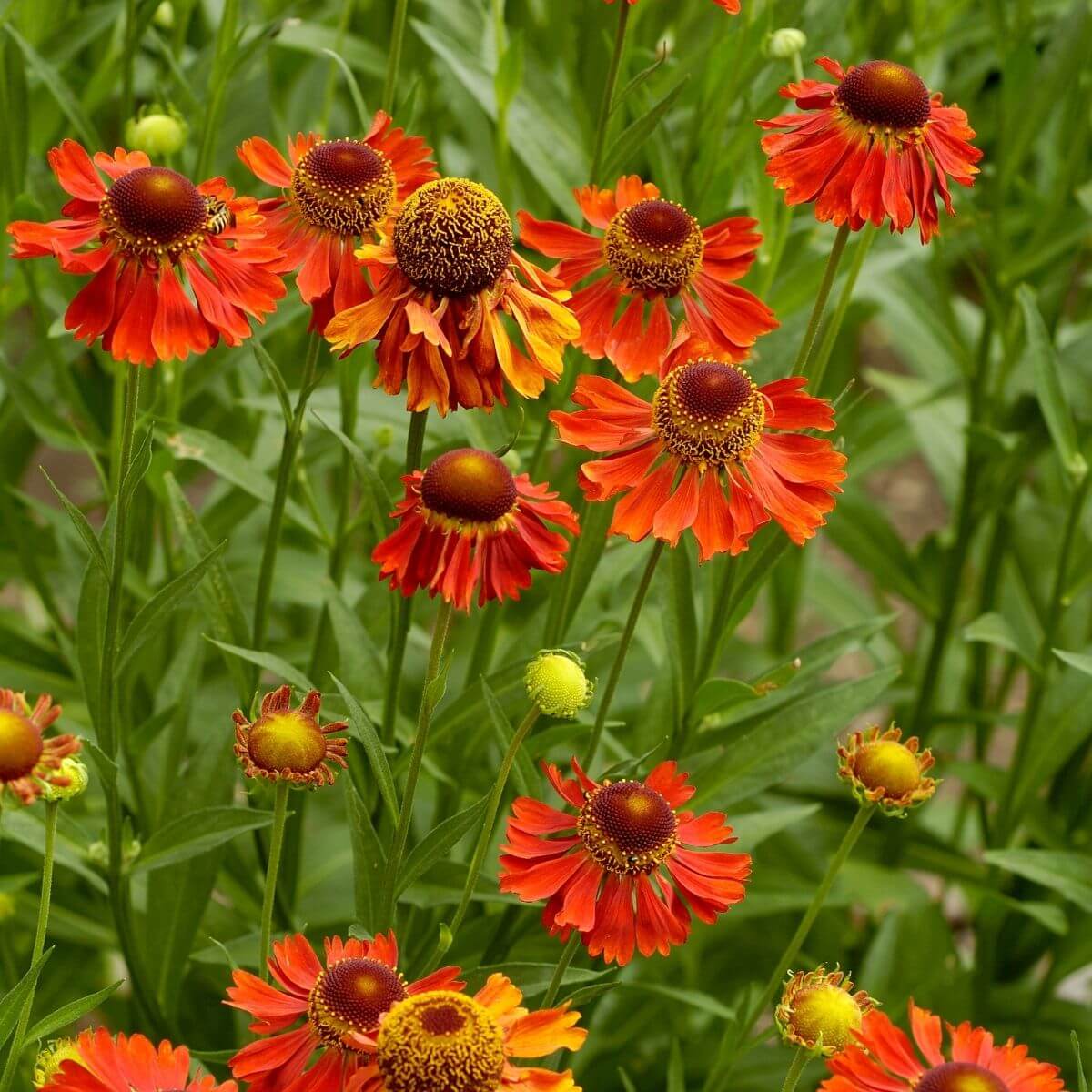 Sneezeweed flowering.