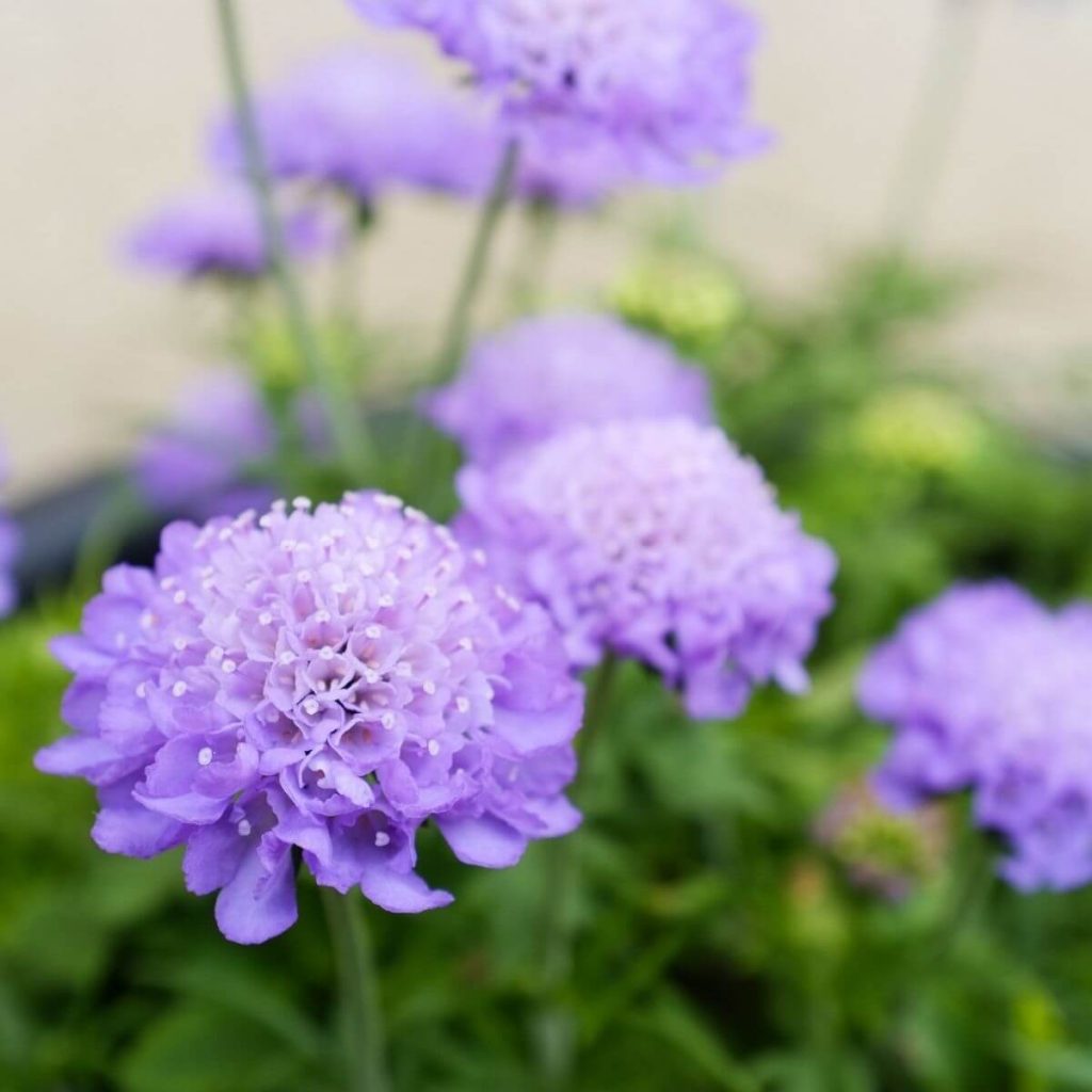 23 SunLoving Perennials Every Garden Needs Gardening