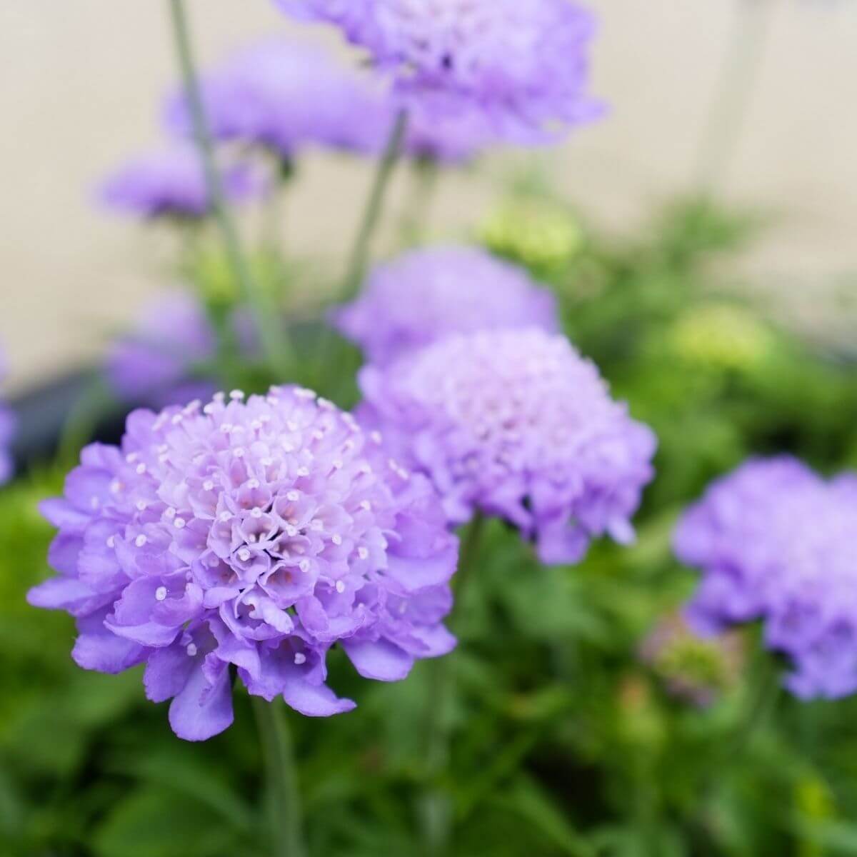 Pincushion Flower close up